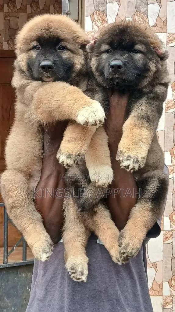 Purebred Caucasian Shepherd Puppies (1-3 Months) - 1