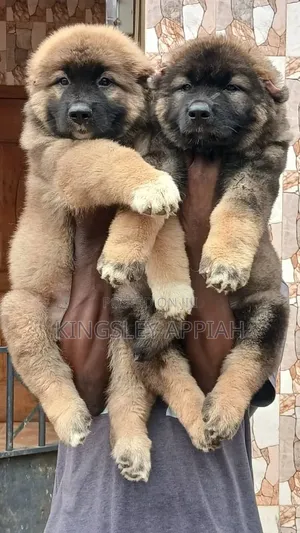 Purebred Caucasian Shepherd Puppies (1-3 Months)