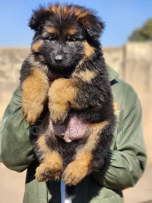 1-3 Month Male Purebred German Shepherd Puppy