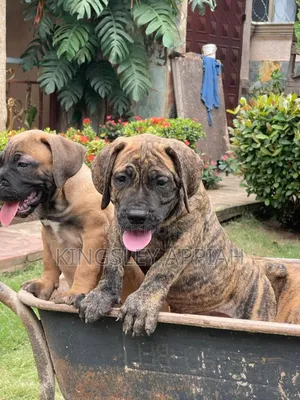 Female Purebred Boerboel Puppy (1-3 Months)
