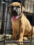 Female Purebred Boerboel Puppy (1-3 Months) - 2