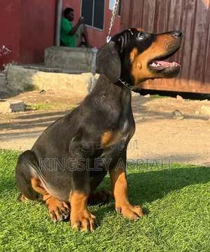 Female Purebred Doberman Pinscher Puppy (1-3 Months)
