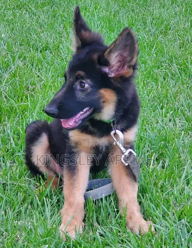 1-3 Month Old Male Purebred German Shepherd - 1