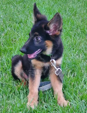 1-3 Month Old Male Purebred German Shepherd