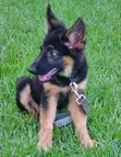 1-3 Month Old Male Purebred German Shepherd - 1