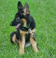 1-3 Month Old Male Purebred German Shepherd - 2