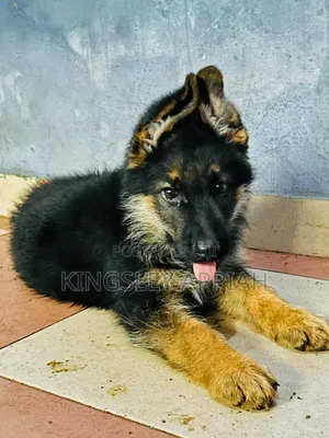 1-3 Months Male Purebred German Shepherd Puppy
