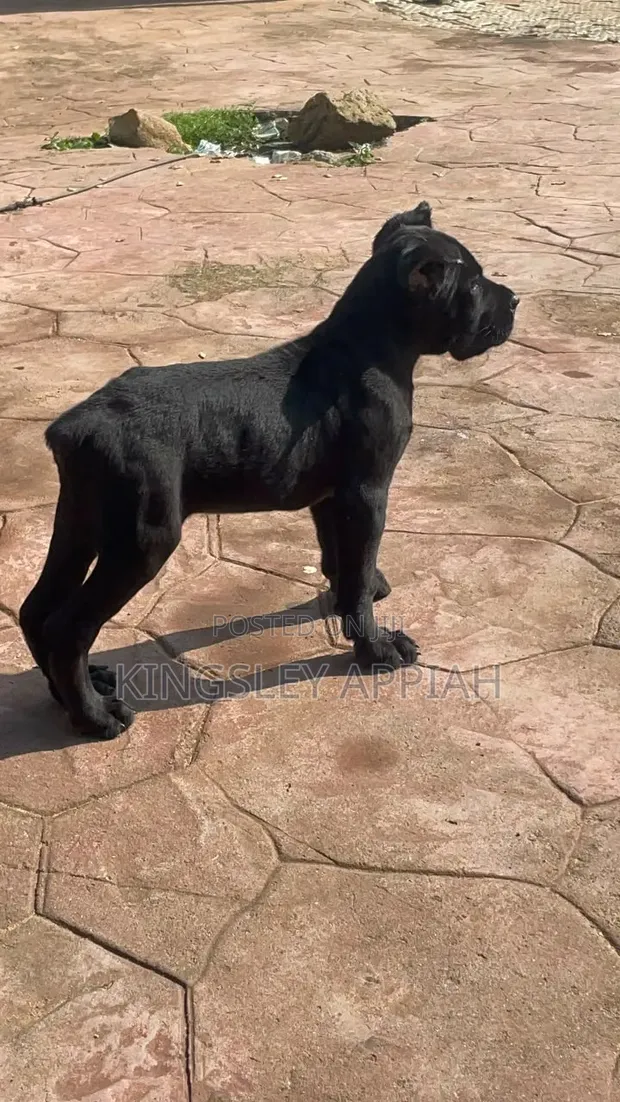 1-3 Month Old Male Purebred Cane Corso Puppy - 1