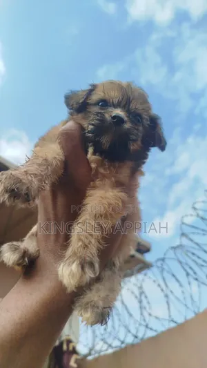 Purebred Female Poodle Puppy (1-3 Months)