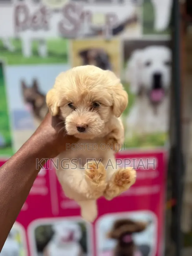 Female Purebred Poodle Puppy (1-3 Months) - 1