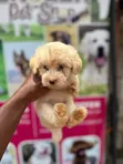 Female Purebred Poodle Puppy (1-3 Months) - 1