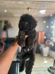 Female Purebred Poodle Puppy (1-3 Months) - 2