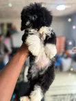 Female Purebred Poodle Puppy (1-3 Months) - 3