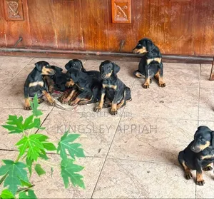 Purebred Doberman Pinscher Puppy - Male, 1-3 Months