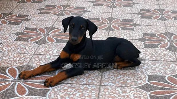 Purebred Doberman Pinscher Puppy - 1-3 Months - 1