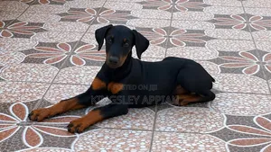 Purebred Doberman Pinscher Puppy - 1-3 Months