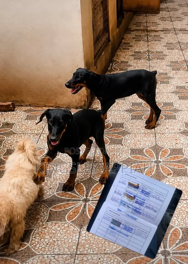 Purebred Doberman Pinscher Puppies - 1-3 Months Old - 1