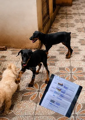 Purebred Doberman Pinscher Puppies - 1-3 Months Old