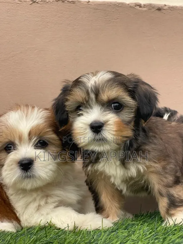 Female Purebred Poodle Puppy (1-3 Months) - 1