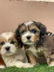 Female Purebred Poodle Puppy (1-3 Months) - 1