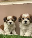 Female Purebred Poodle Puppy (1-3 Months) - 2