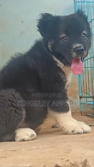 Purebred Caucasian Shepherd Puppies - 1-3 Months Old