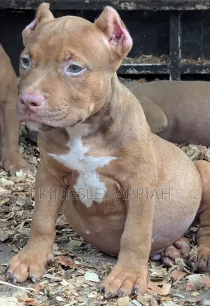 1-3 Month Old Male Purebred American Bully Puppies