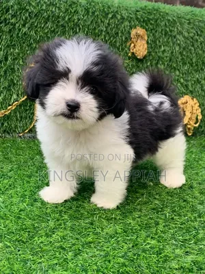 Female Purebred Poodle Puppy (1-3 Months)