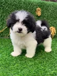 Female Purebred Poodle Puppy (1-3 Months) - 1