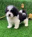 Female Purebred Poodle Puppy (1-3 Months) - 2