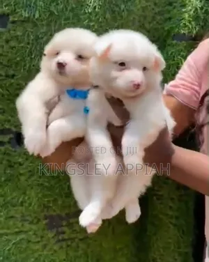 Female Purebred American Eskimo Puppy (1-3 Months)