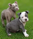 1-3 Month Old Male Purebred American Bulldog Puppy - 1