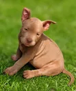 1-3 Month Old Male Purebred American Bulldog Puppy - 2
