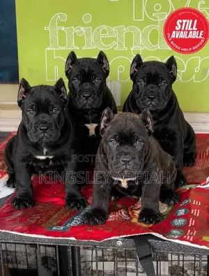 1-3 Month Male Purebred Cane Corso Puppy