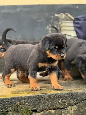 Purebred Rottweiler Puppy - 1-3 Months Old