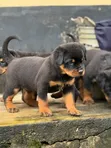 Purebred Rottweiler Puppy - 1-3 Months Old - 1