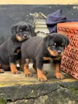 Purebred Rottweiler Puppy - 1-3 Months Old - 2