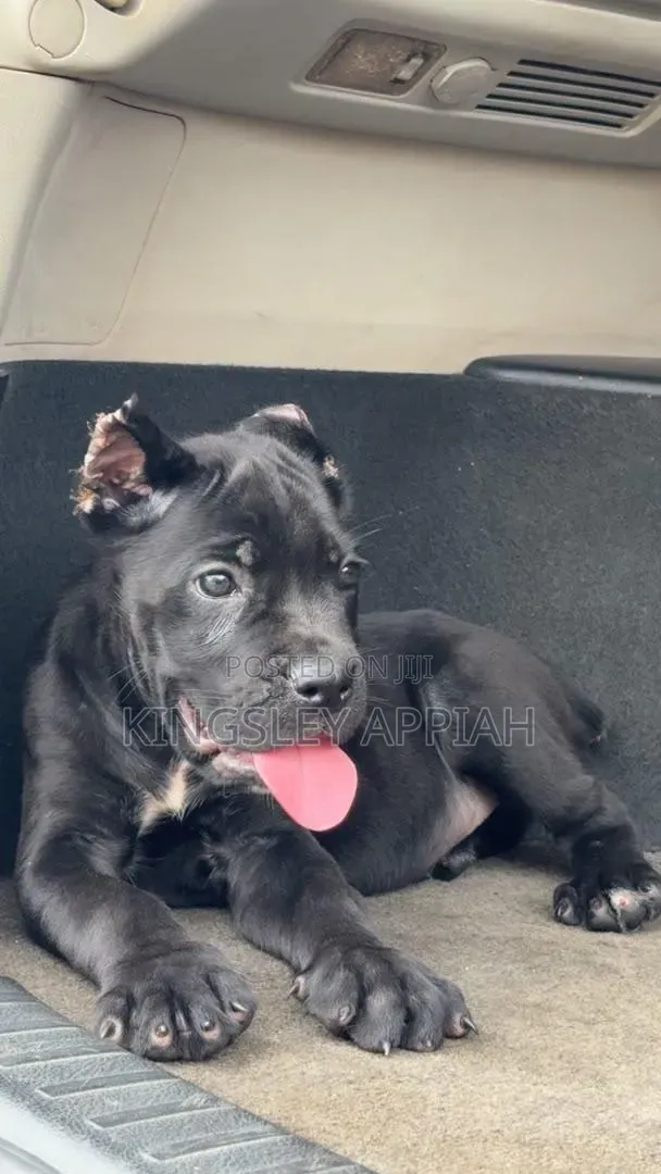 1-3 Month Old Male Purebred Cane Corso Puppy - 1