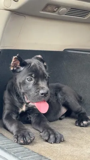 1-3 Month Old Male Purebred Cane Corso Puppy