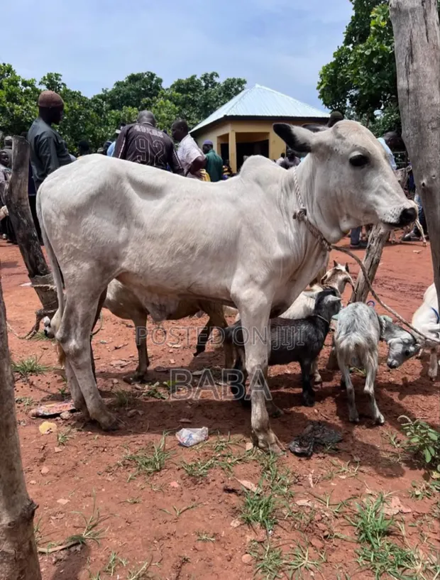Healthy Cows for Sale - Gushegu - 1