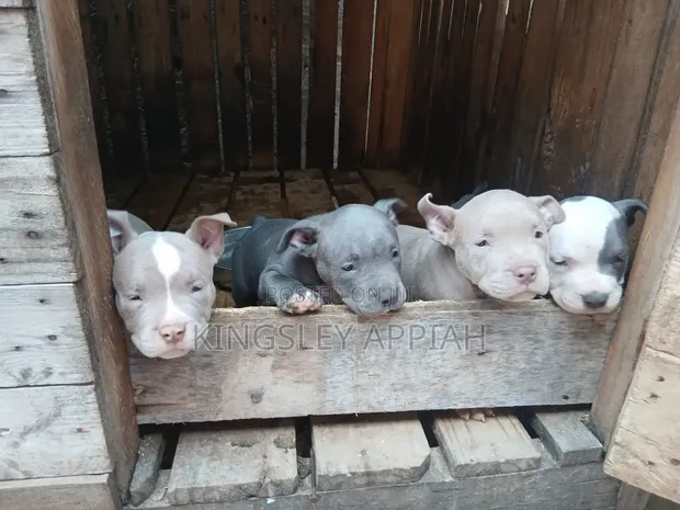 1-3 Month Old Male Purebred American Pit Bull Terrier - 1