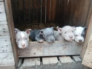 1-3 Month Old Male Purebred American Pit Bull Terrier