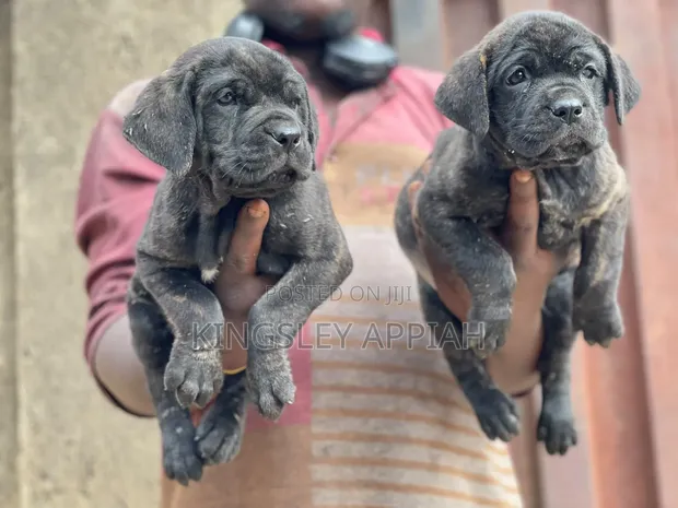 Purebred Boerboel Puppy - 1-3 Months Old - 1