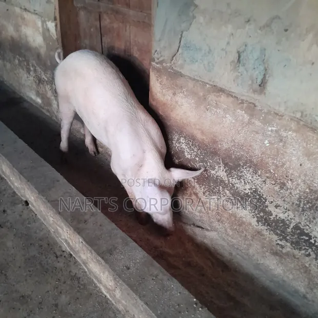 Pigs for Sale - Sege - 1