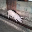 Pigs for Sale - Sege - 2