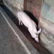 Pigs for Sale - Sege - 3