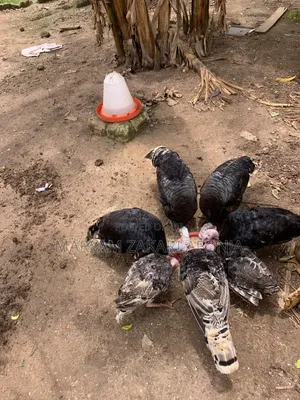 Male Turkeys - Ready to Cross