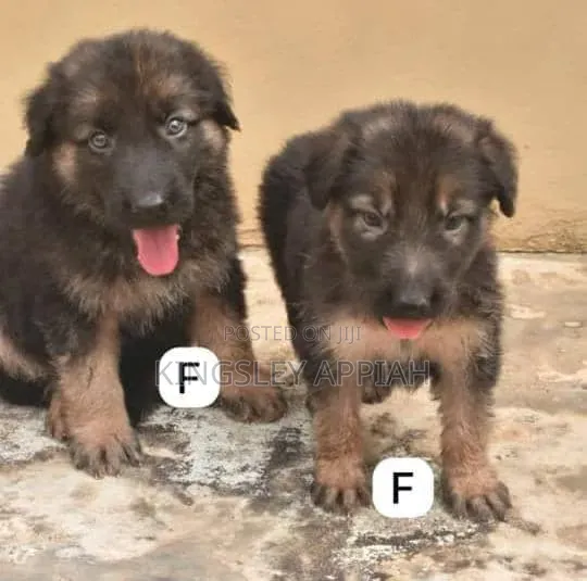 1-3 Months Male Purebred German Shepherd Puppy - 1