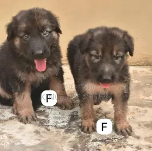 1-3 Months Male Purebred German Shepherd Puppy