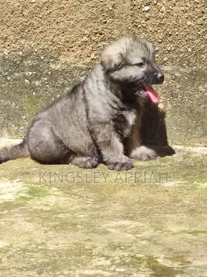 Purebred Caucasian Shepherd Puppy - 1-3 Months Male